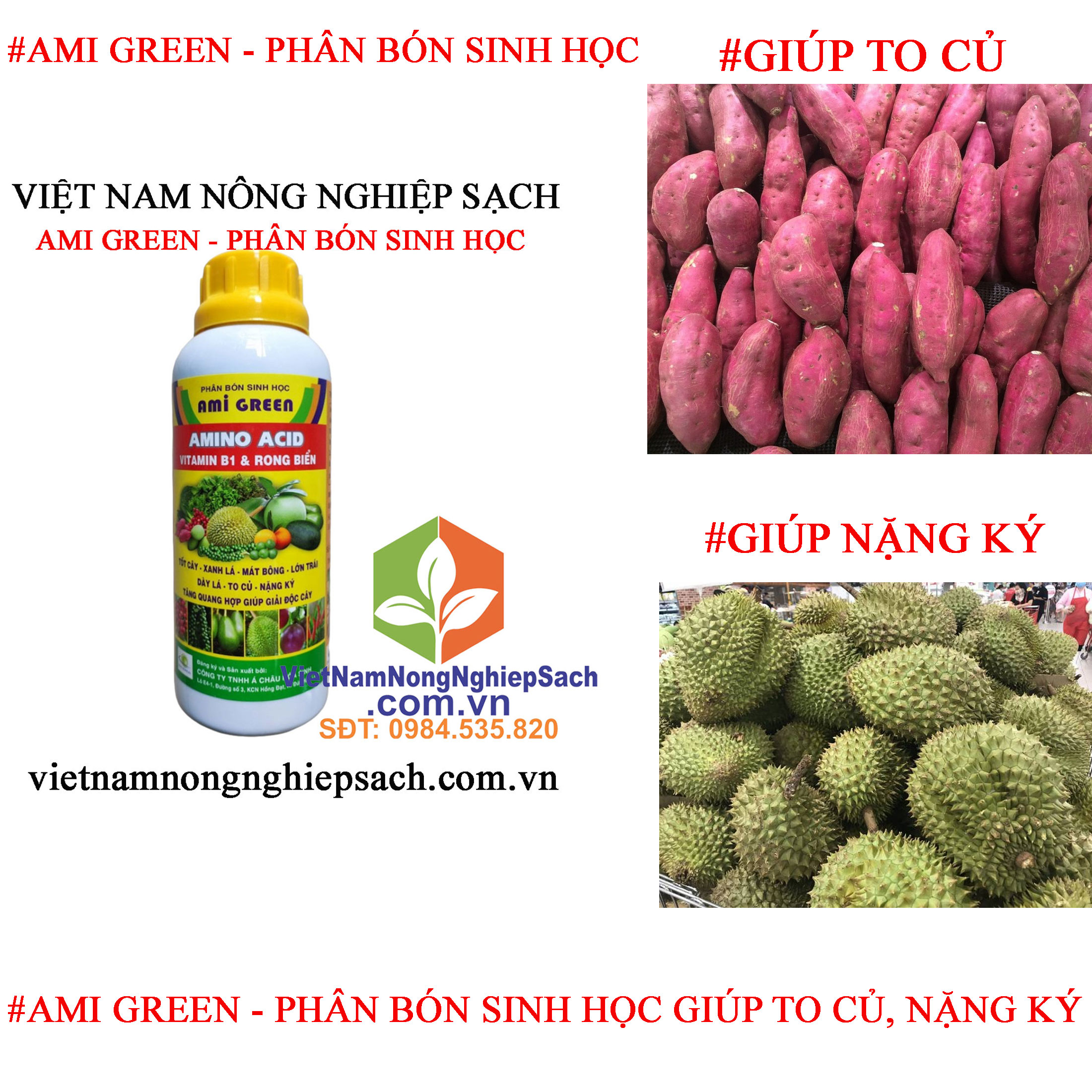 AMI-GREEN-TO-CỦ