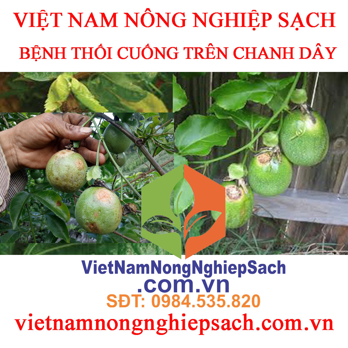 BỆNH-THỐI-CUỐNG-CHANH-DÂY