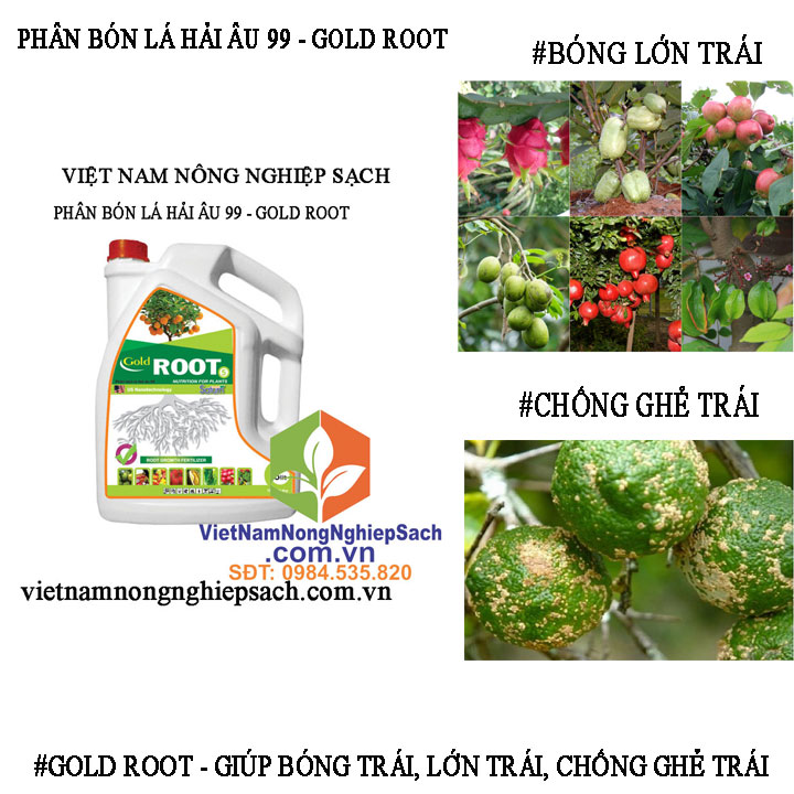GOLD-ROOT-GHẺ-TRÁI