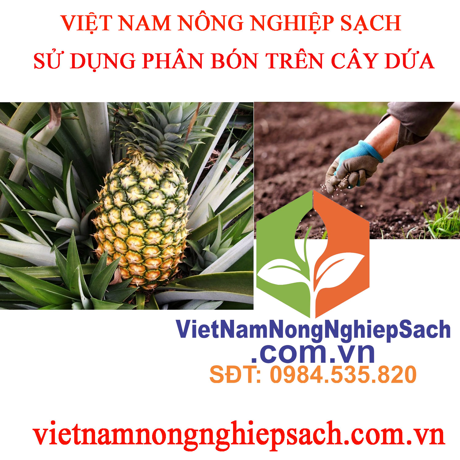 PHÂN-BÓN-DỨA