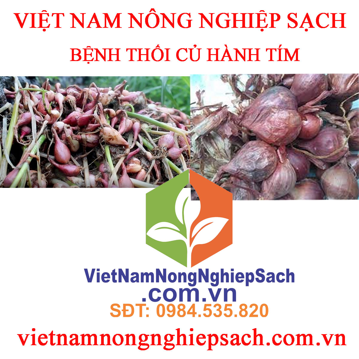 THỐI-CỦ-HÀNH-TÍM