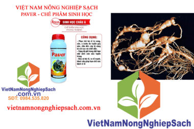 BỆNH TUYẾN TRÙNG NỐT SƯNG VÀ BIỆN PHÁP PHÒNG TRỪ VIỆT NAM NÔNG NGHIỆP SẠCH