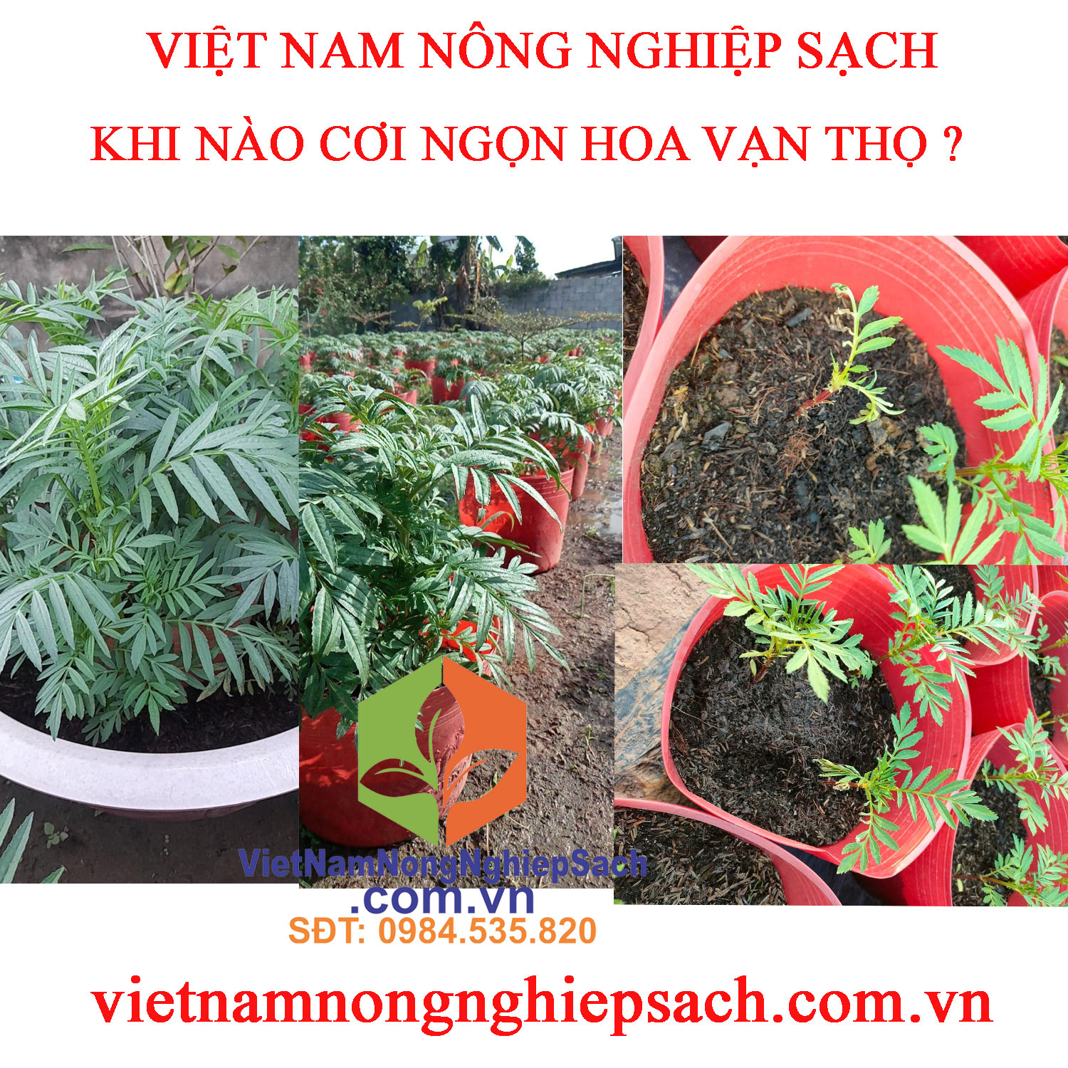 CƠI-NGỌN-HOA-VẠN-THỌ