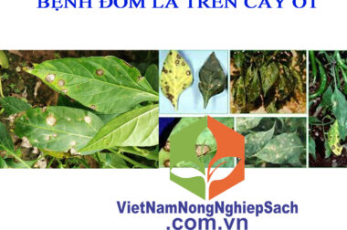 BỆNH ĐỐM LÁ (ĐỐM MẮT CUA) GÂY HẠI TRÊN CÂY ỚT – VIỆT NAM NÔNG NGHIỆP SẠCH