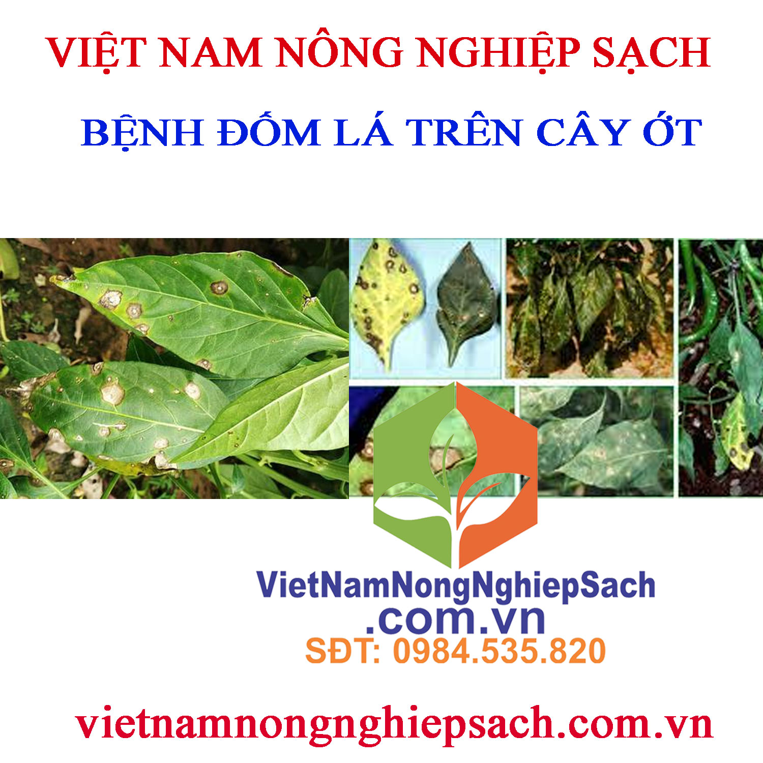 ĐỐM-LÁ-ỚT