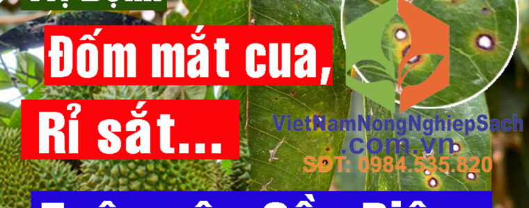 ĐỐM-MẮT-CUA-SẦU-RIÊNG