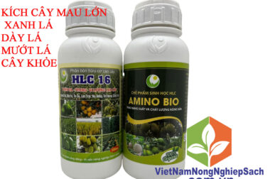 COMBO PHÂN BÓN HLC 16 VÀ AMINO BIO KÍCH CÂY MAU LỚN, XANH LÁ, DÀY LÁ, MƯỚT LÁ, CÂY KHỎE VIỆT NAM NÔNG NGHIỆP SẠCH