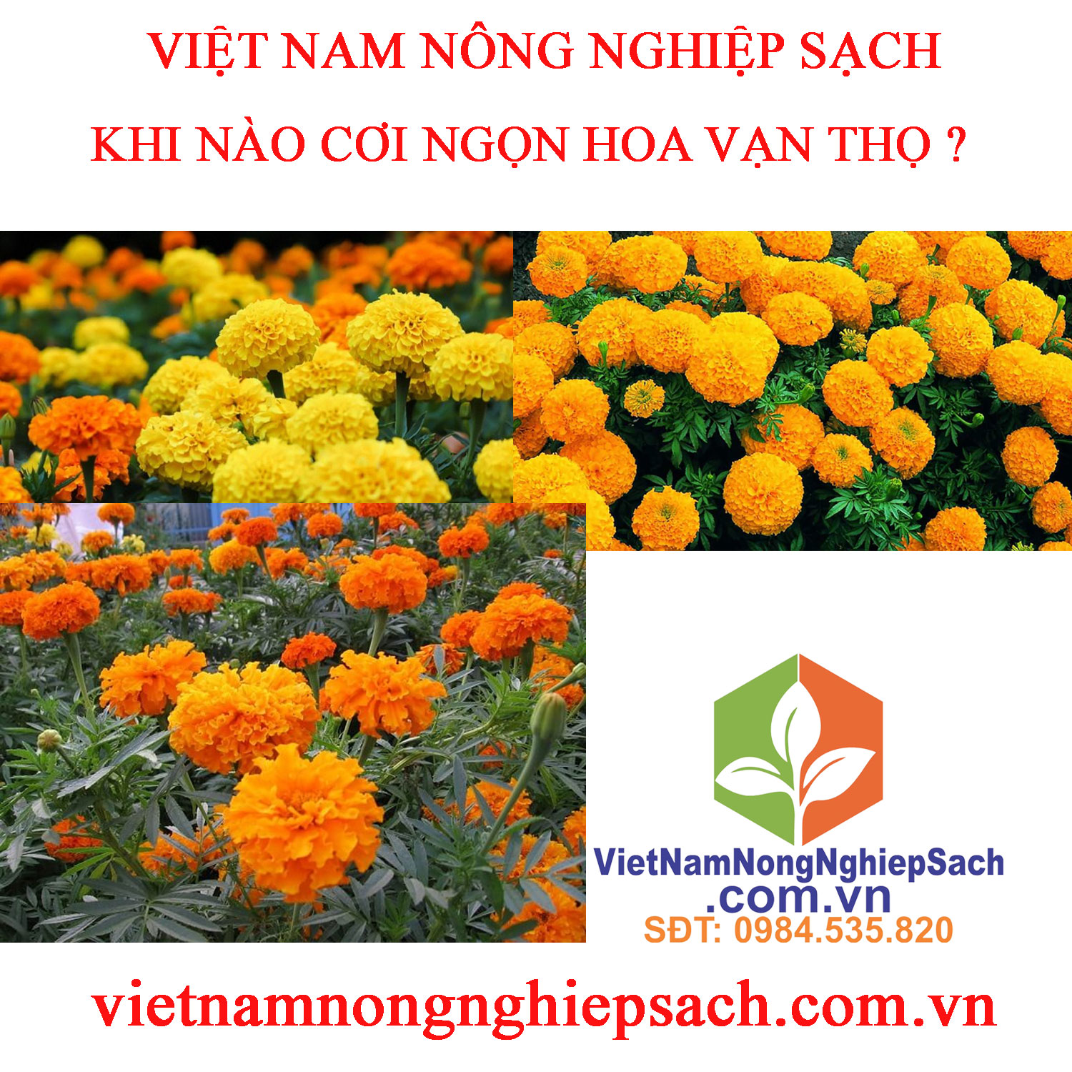 HOA-VẠN-THỌ