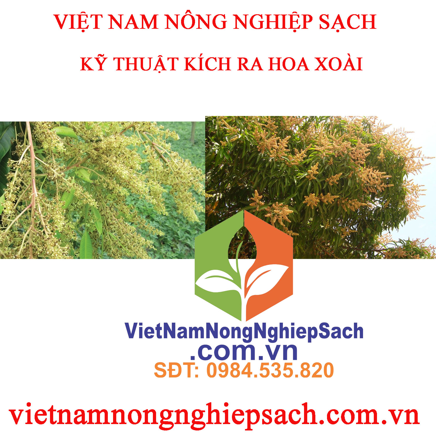 KÍCH-HOA-XOÀI