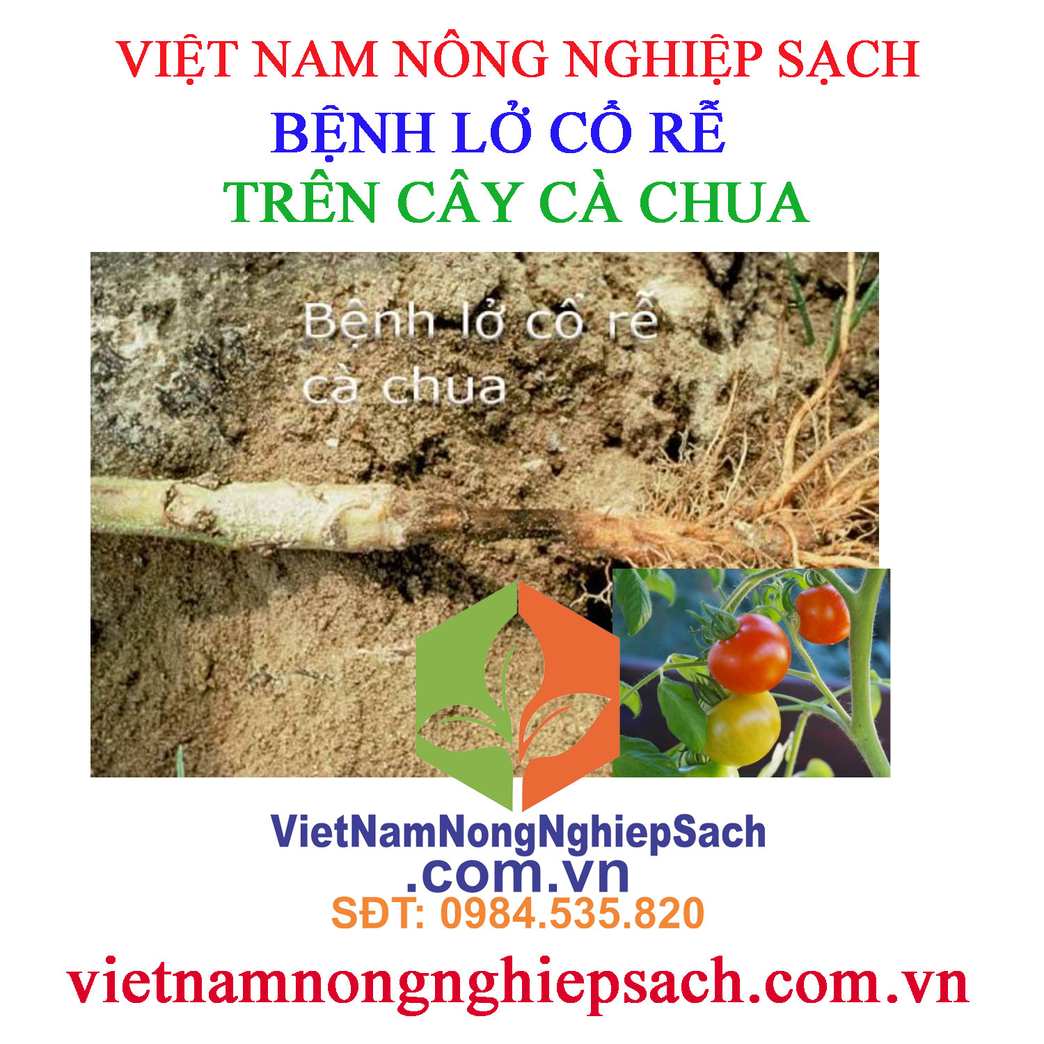 LỞ-CỔ-RỄ-CÀ-CHUA