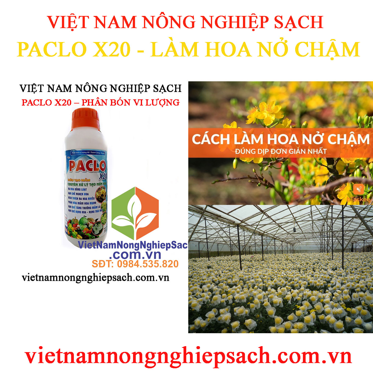 PACLO-X20-NỞ-HOA-CHẬM