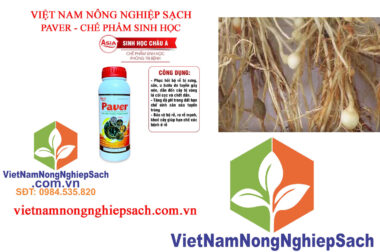 BỆNH BƯỚU RỄ GÂY HẠI CHO CÂY TRỒNG VÀ BIỆN PHÁP PHÒNG TRỪ VIỆT NAM NÔNG NGHIỆP SẠCH