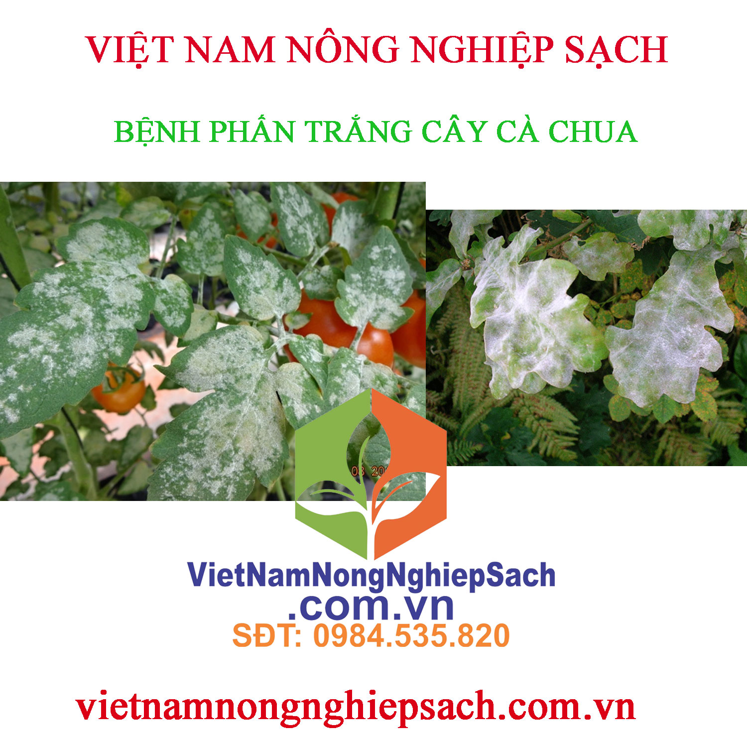 PHẤN-TRẮNG-CÀ-CHUA