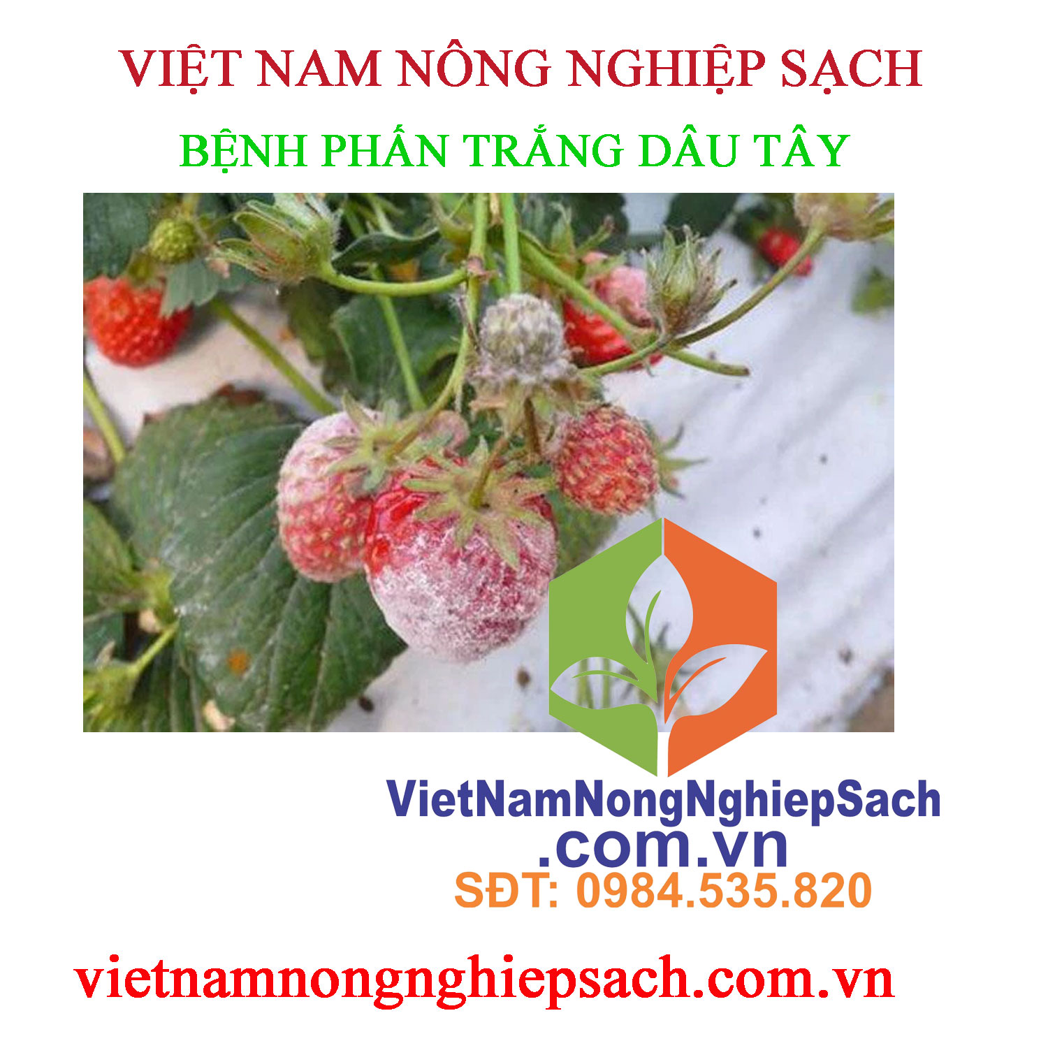 PHẤN-TRẮNG-DÂU-TÂY