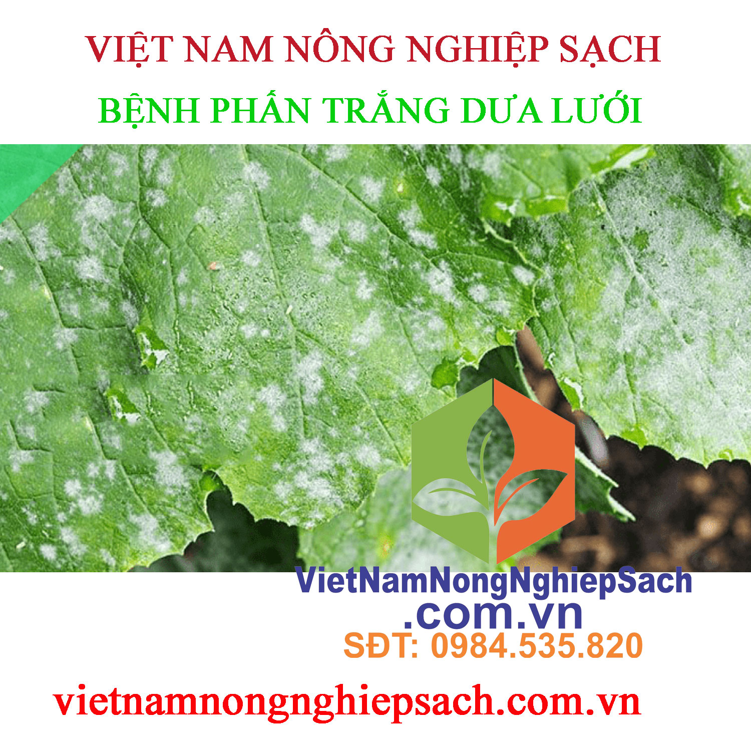 PHẤN-TRẮNG-DƯA-LƯỚI