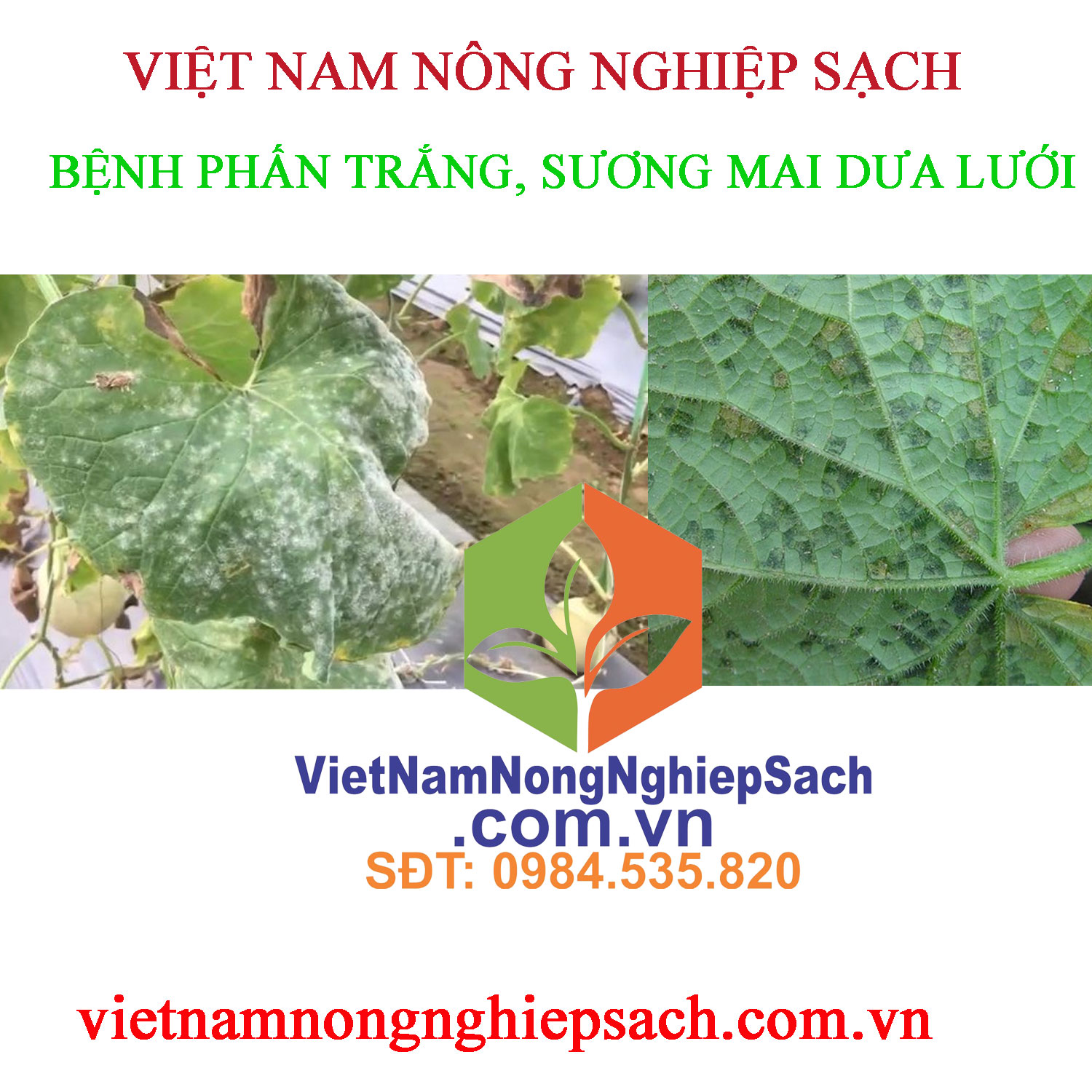 PHẤN-TRẮNG-SƯƠNG-MAI-DƯA-LƯỚI