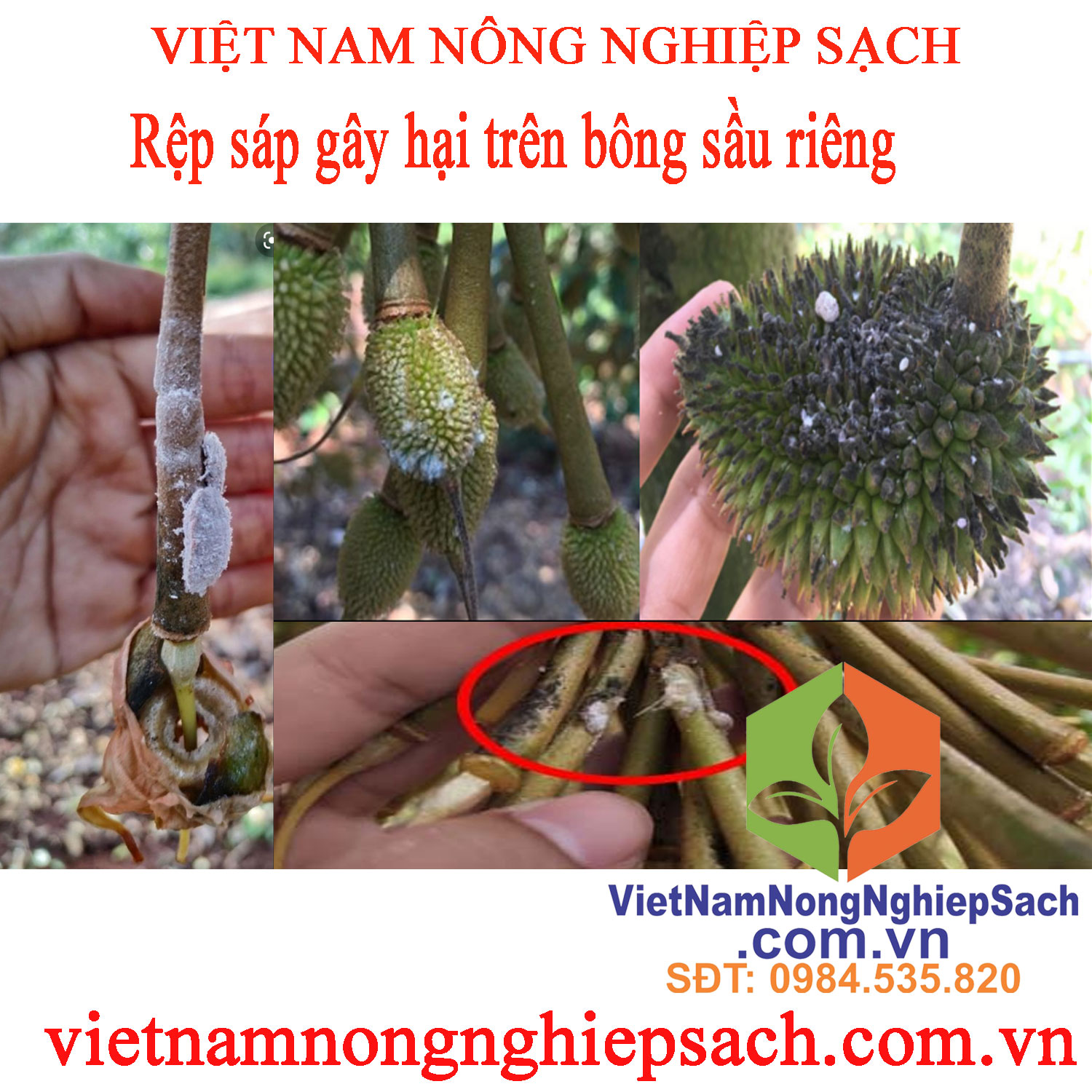 RỆP-SÁP-HẠI-BÔNG-SR