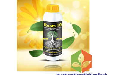 THUỐC KÍCH THÍCH RA RỄ ROOTS 10 VÀ CÁCH SỬ DỤNG TRÊN MỘT SỐ LOẠI CÂY VIỆT NAM NÔNG NGHIỆP SẠCH