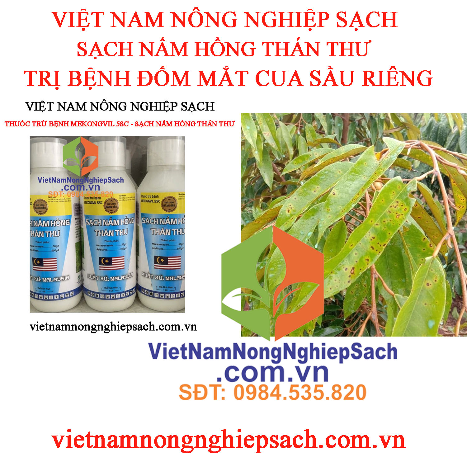 SẠCH-NẤM-HỒNG-THÁN-THƯ-ĐỐM-MẮT-CUA