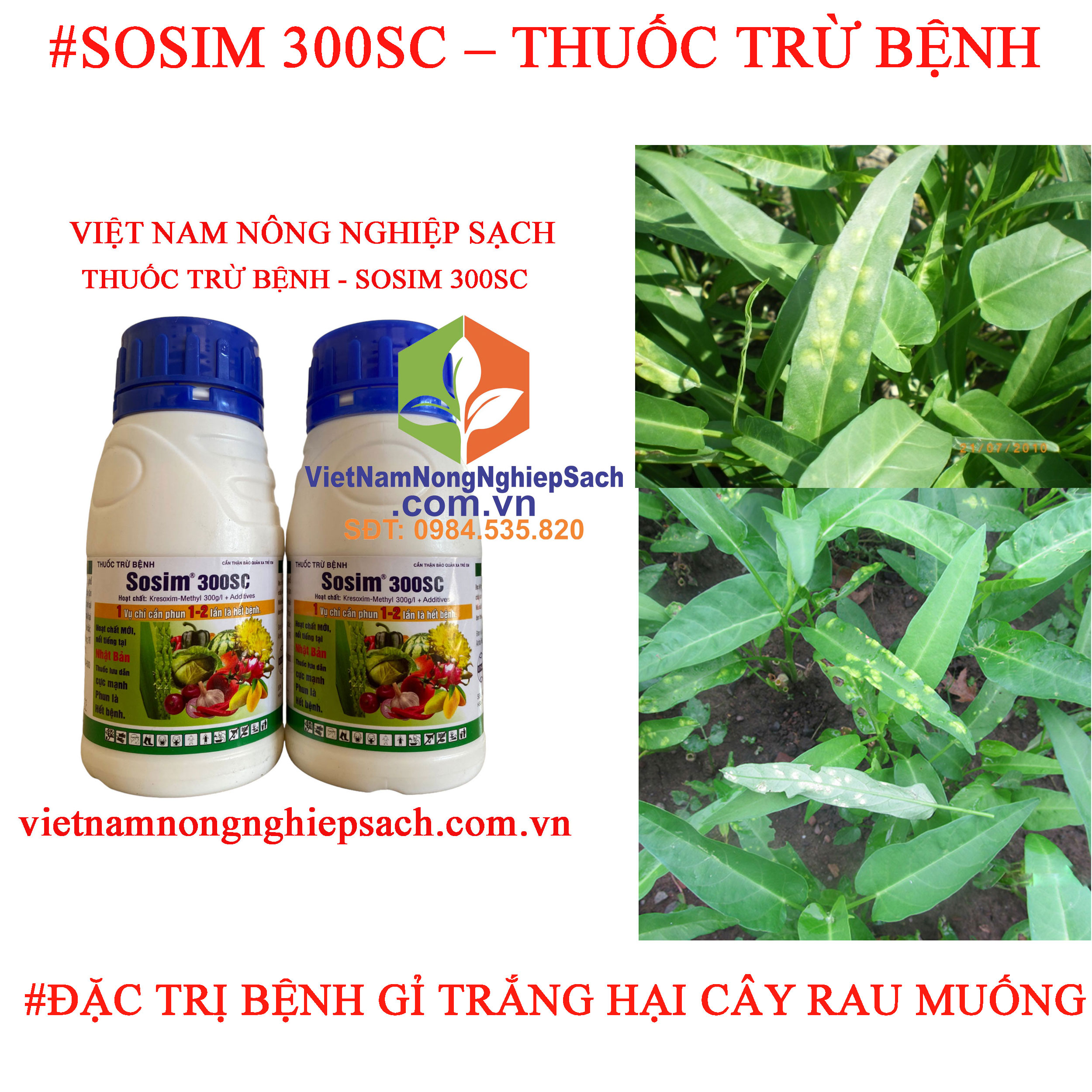 SOSIM-GỈ-TRẮNG