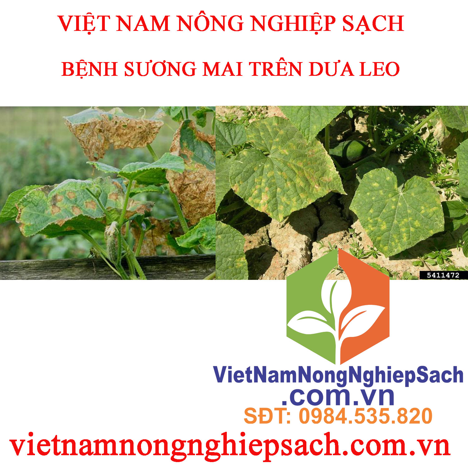 SƯƠNG-MAI-DƯA-LEO