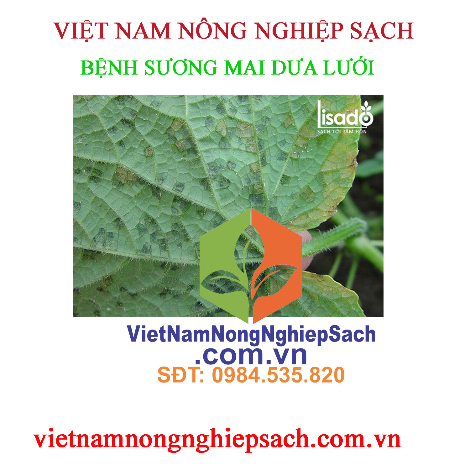 SƯƠNG-MAI-DƯA-LƯỚI