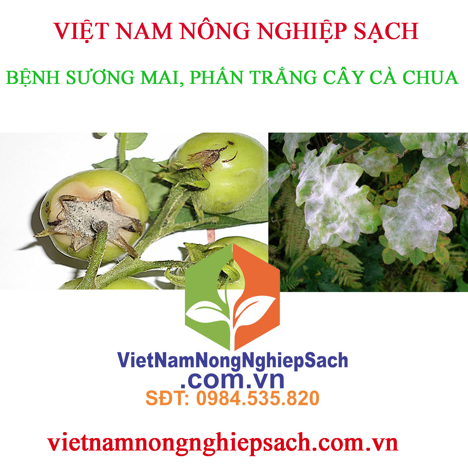 SƯƠNG-MAI-PHẤN-TRẮNG-CÀ-CHUA