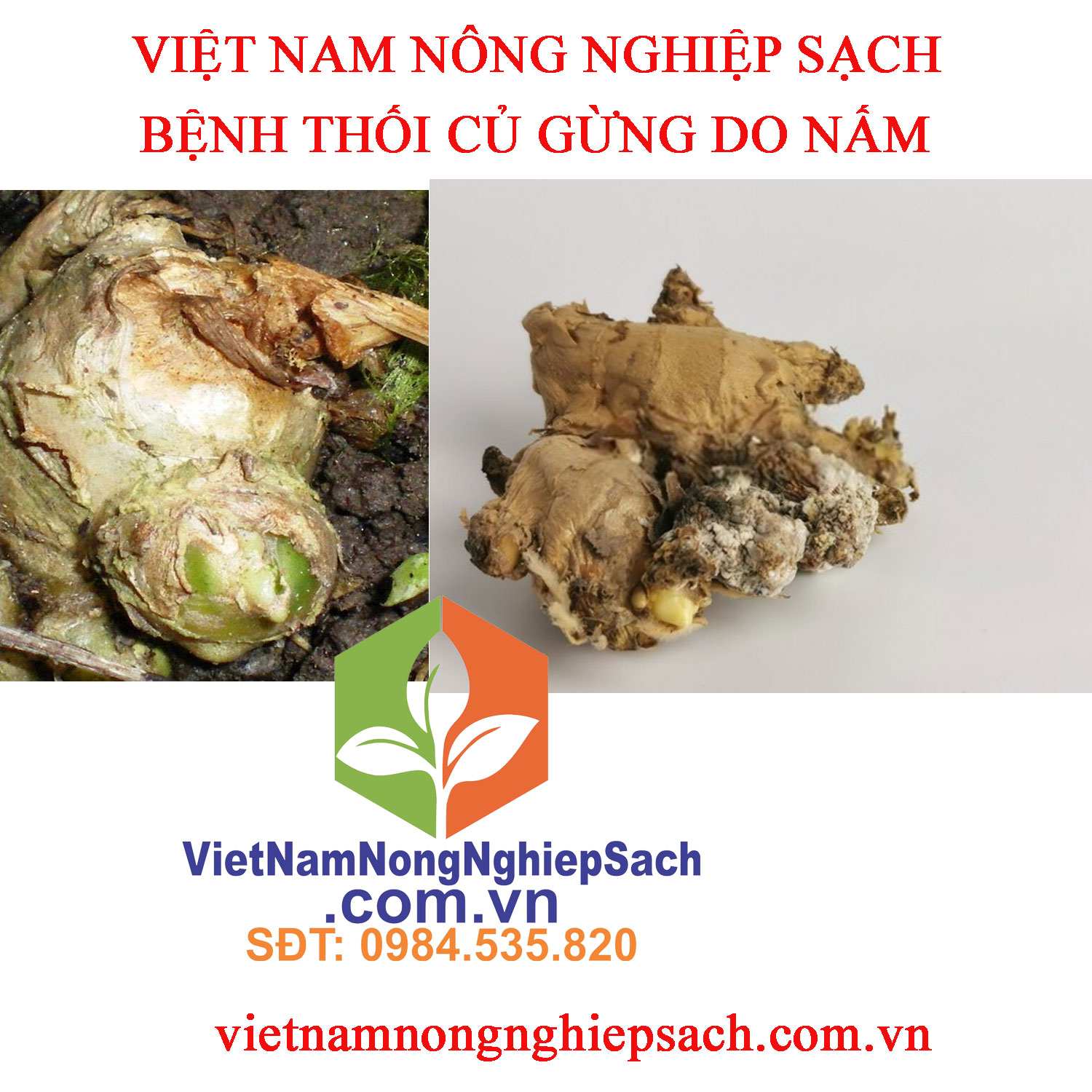 THỐI-CỦ-GỪNG-NẤM