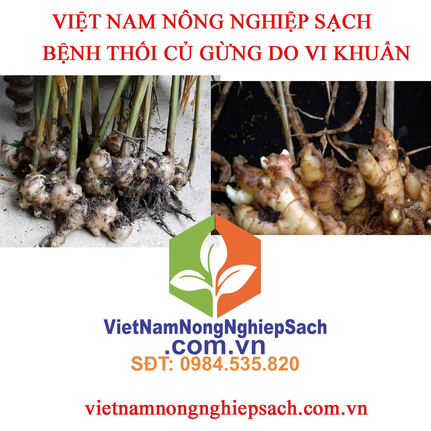 THỐI-CỦ-GỪNG-VI-KHUẨN