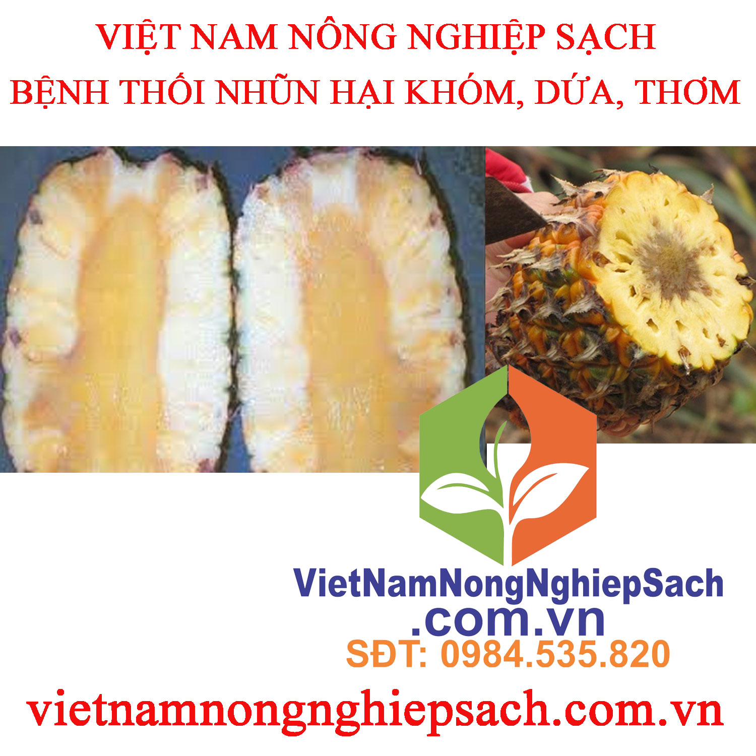 THỐI-NHŨN-THƠM