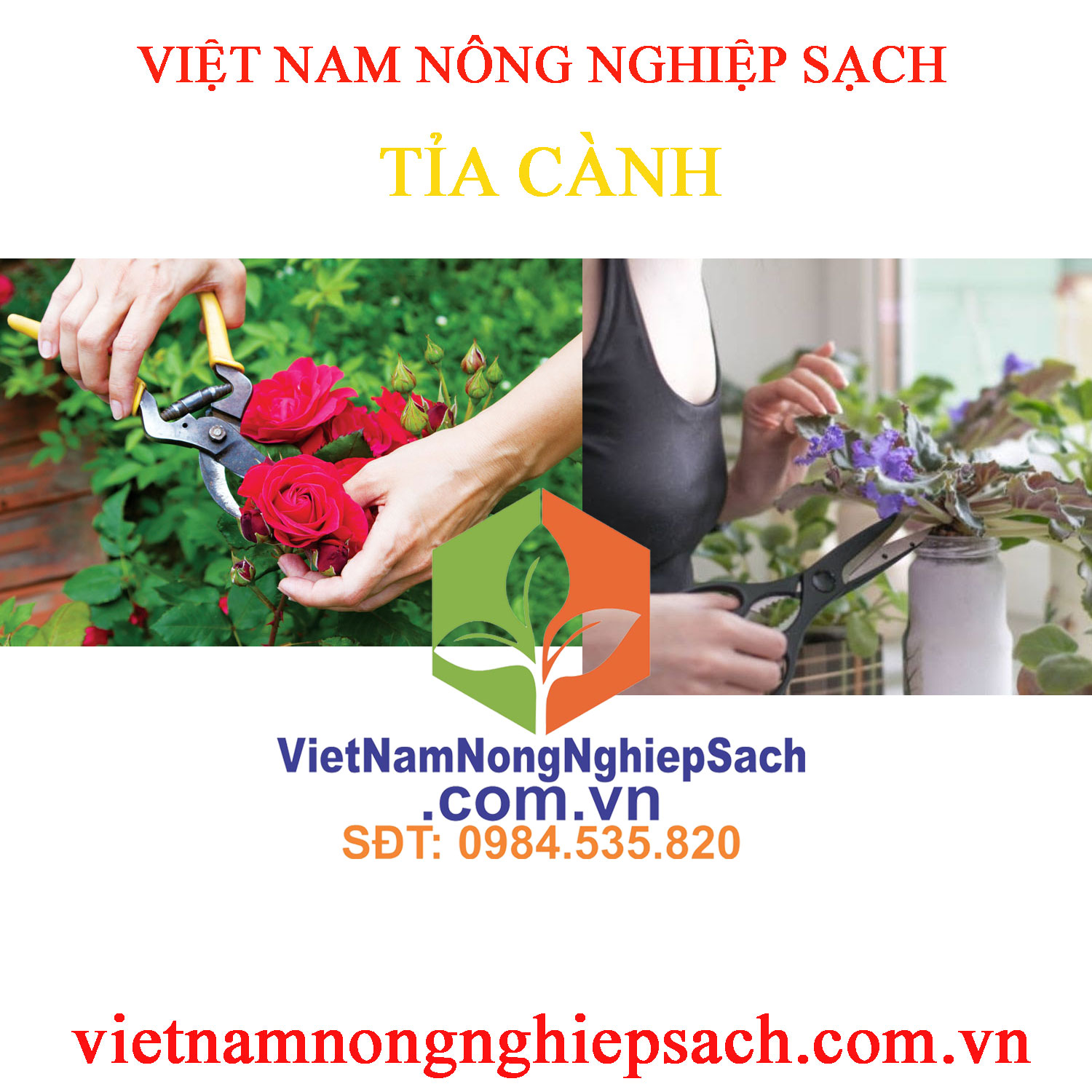 TỈA-CÀNH