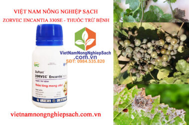 BIỆN PHÁP PHÒNG TRỪ BỆNH SƯƠNG MAI ( MỐC SƯƠNG ) GÂY HẠI TRÊN CÂY NHO VIỆT NAM NÔNG NGHIỆP SẠCH