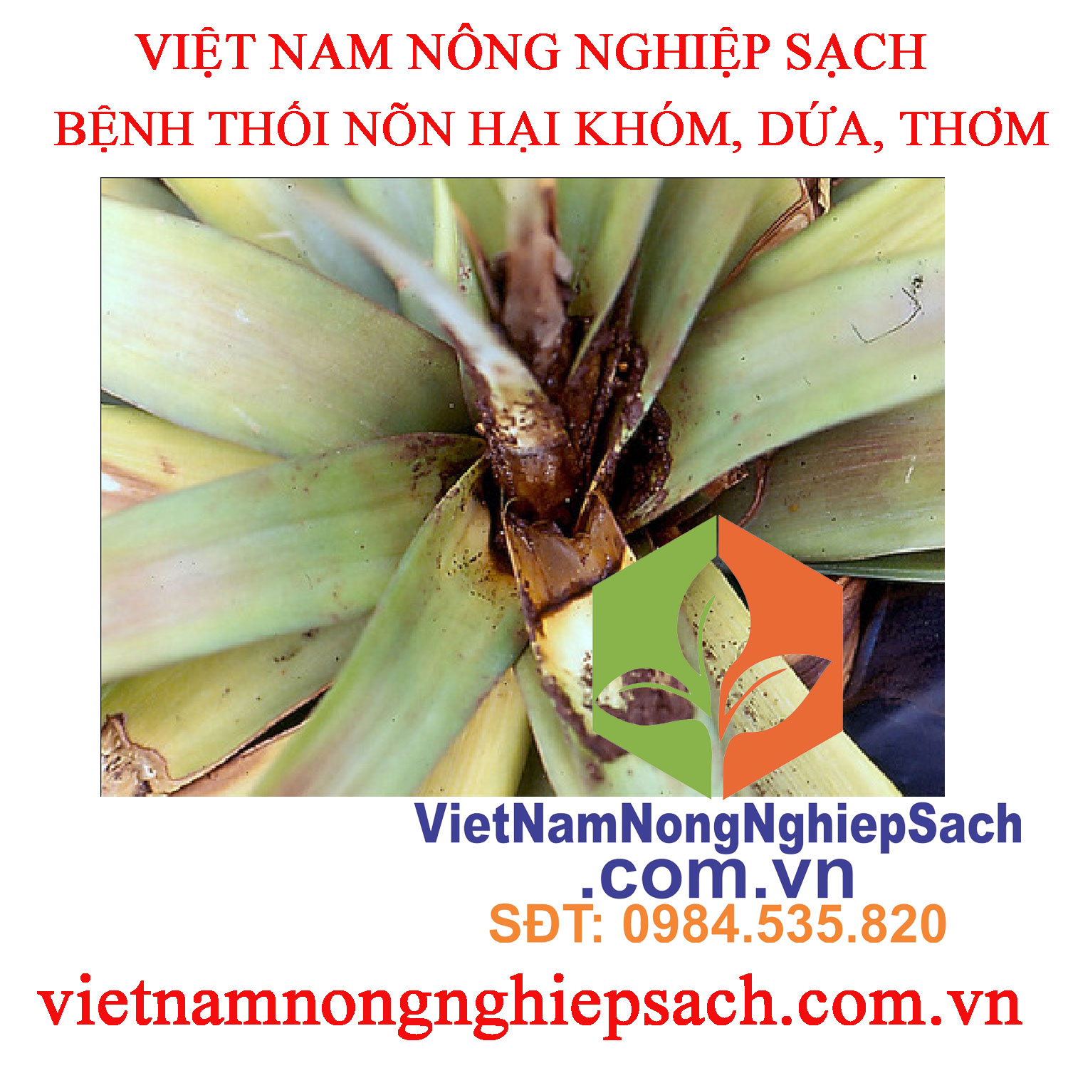 bệnh-thối-nõn-khóm