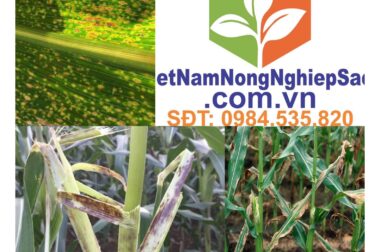 ĐẨY LÙI BỆNH ĐỐM LÁ NHỎ TRÊN CÂY NGÔ CÙNG THUỐC ĐẶC TRỊ OVERAMIS 300SC VIỆT NAM NÔNG NGHIỆP SẠCH