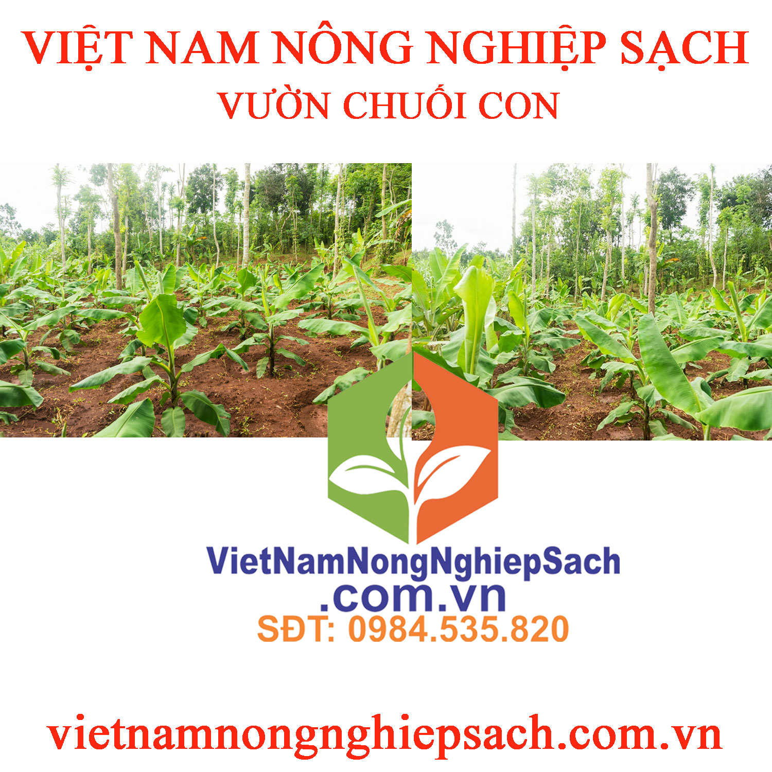 VƯỜN-CHUỐI-CON