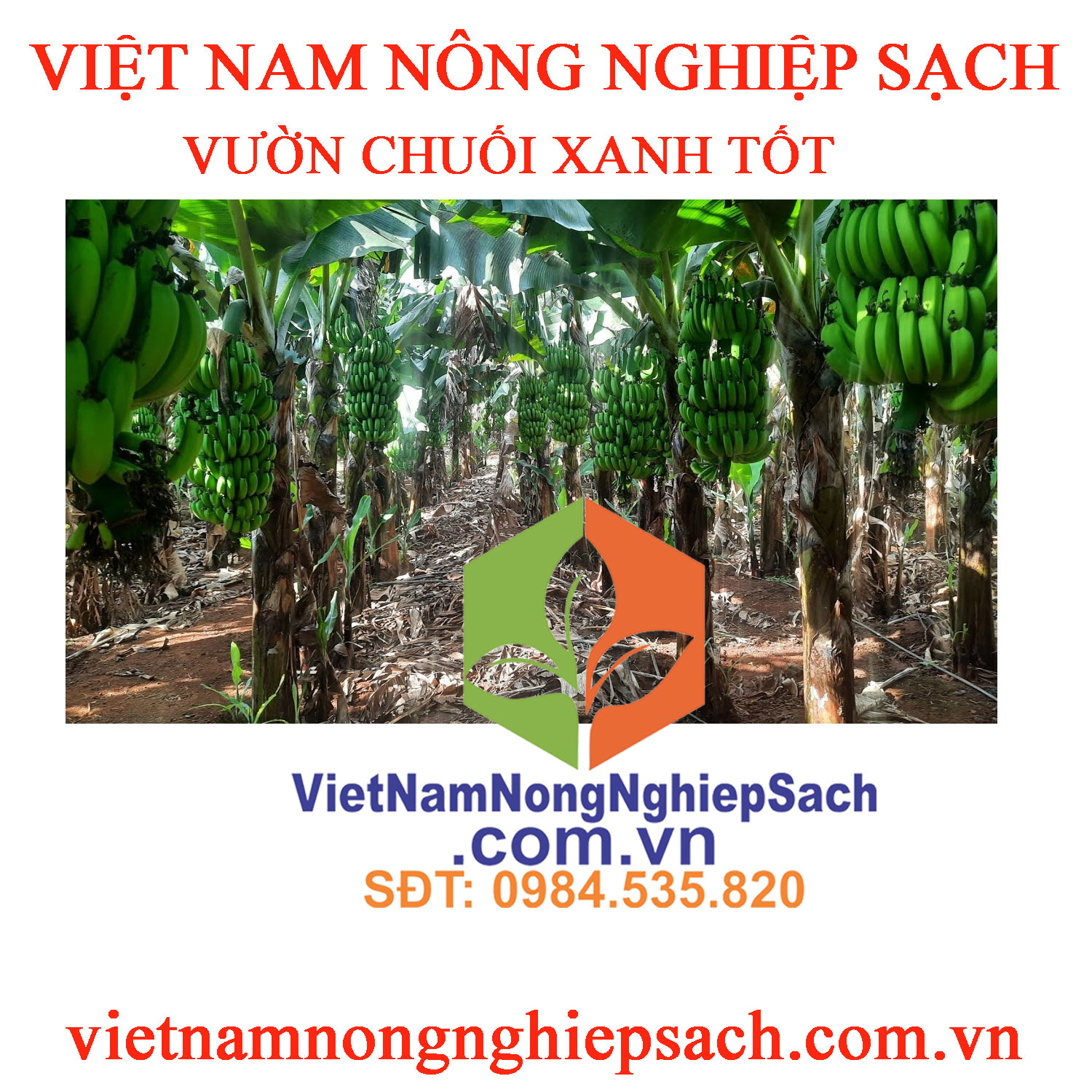 VƯỜN-CHUỐI-XANH-TỐT