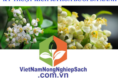 KINH NGHIỆM XỬ LÝ RA HOA BƯỞI DA XANH – VIỆT NAM NÔNG NGHIỆP SẠCH