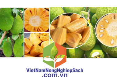 DÙNG PHÂN BÓN NÀO CHO MÍT THÁI XANH GAI, LỚN TRÁI, CƠM VÀNG, MÙI THƠM ĐẶC BIỆT ? VIỆT NAM NÔNG NGHIỆP SẠCH