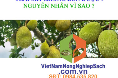 TRÁI MÍT KHÔNG LỚN ĐƯỢC ? NGUYÊN NHÂN VÌ SAO ? VIỆT NAM NÔNG NGHIỆP SẠCH