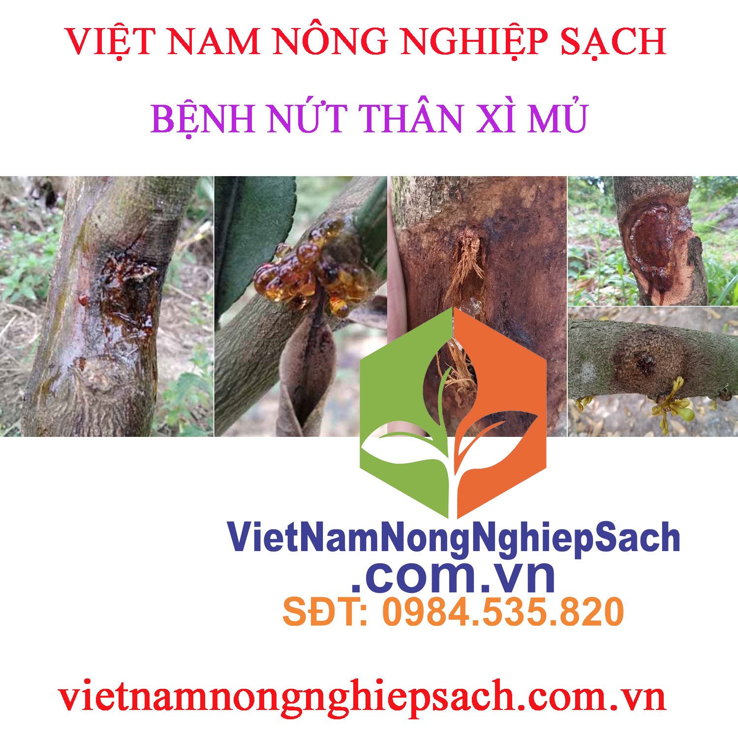 NỨT-THÂN-XÌ-MỦ