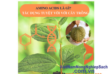 PHÂN BÓN AMINO ACID LÀ GÌ ? TÁC DỤNG CỦA AMINO ACID ĐỐI VỚI CÂY TRỒNG RA SAO ? VIỆT NAM NÔNG NGHIỆP SẠCH