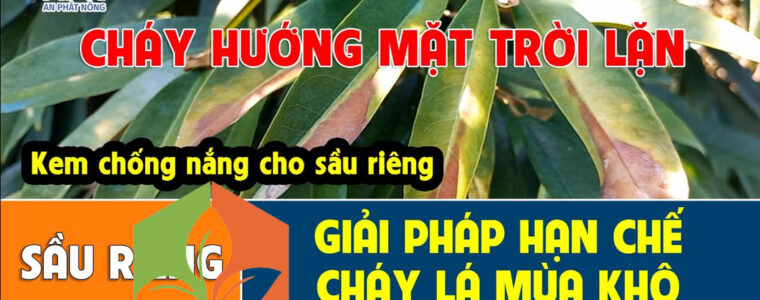 CHÁY-LÁ-SẦU-RIÊNG