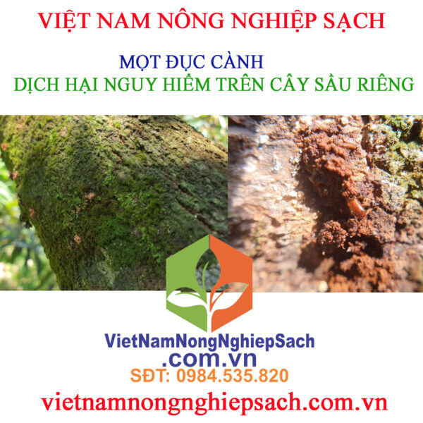 MỌT-ĐỤC-CÀNH-SẦU-RIÊNG