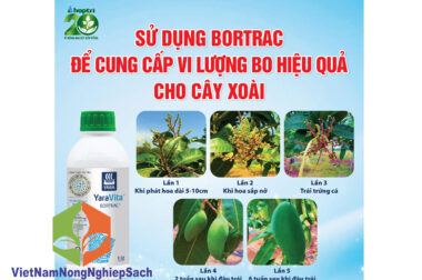 BOTRAC – NHÂN TỐ QUAN TRỌNG GIÚP CUNG CẤP BO HIỆU QUẢ CHO CÂY XOÀI CTY HỢP TRÍ – VIỆT NAM NÔNG NGHIỆP SẠCH