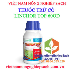 LINCHOR-TOP-60OD