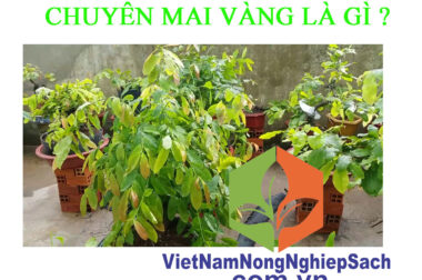 SIÊU VỌT ĐỌT CHUYÊN MAI VÀNG LÀ GÌ ? VIỆT NAM NÔNG NGHIỆP SẠCH