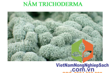 CÁCH NHÂN SINH KHỐI NẤM TRICHODERMA