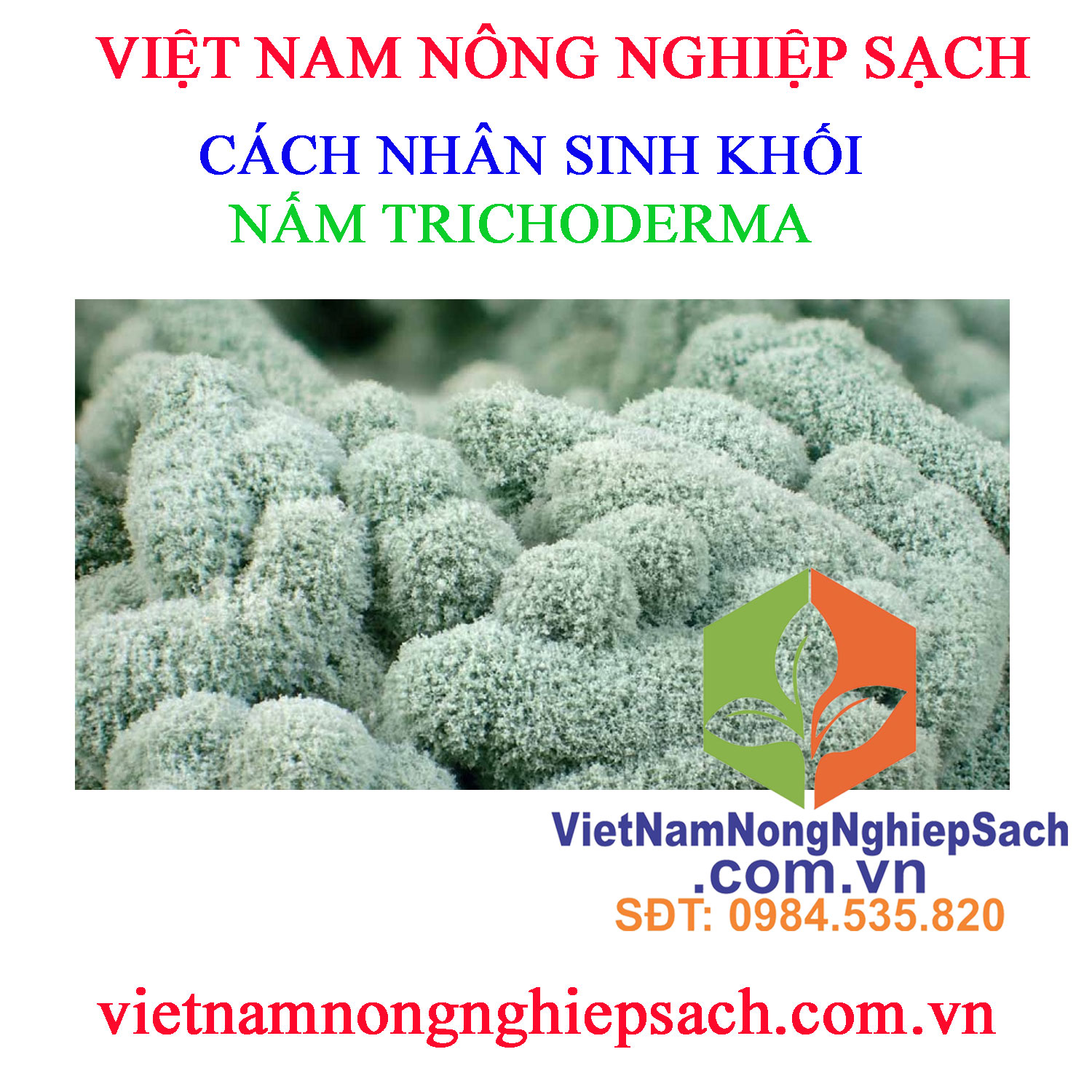 NẤM-TRICHODERMA-