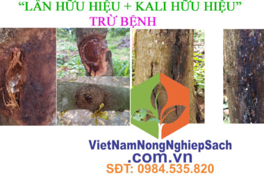 TỔNG HỢP CÁC SẢN PHẨM ” LÂN HỮU HIỆU + KALI HỮU HIỆU ” TỐT NHẤT TRÊN THỊ TRƯỜNG