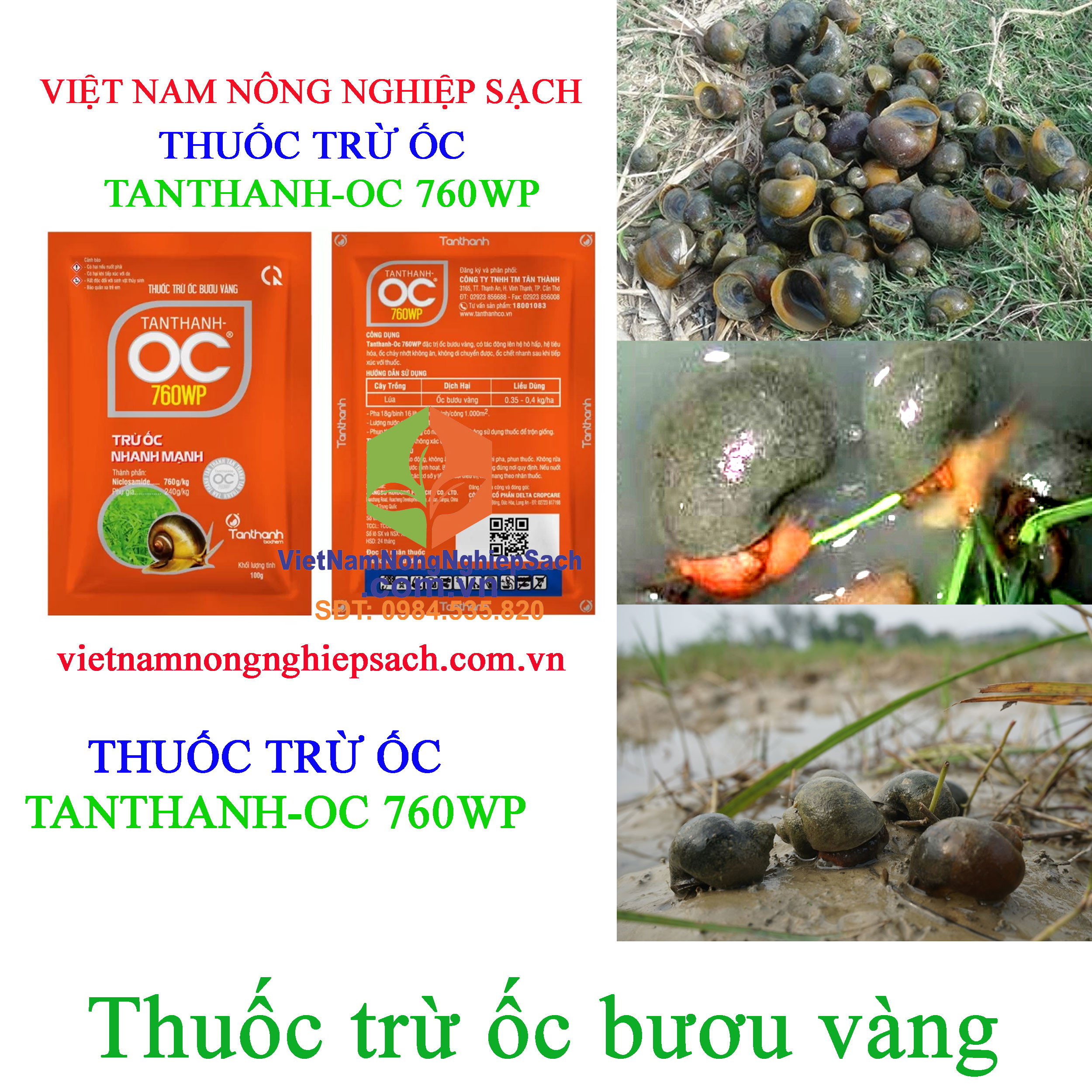 TANTHANH-OC-760WP-ỐC-BƯƠU-VÀNG